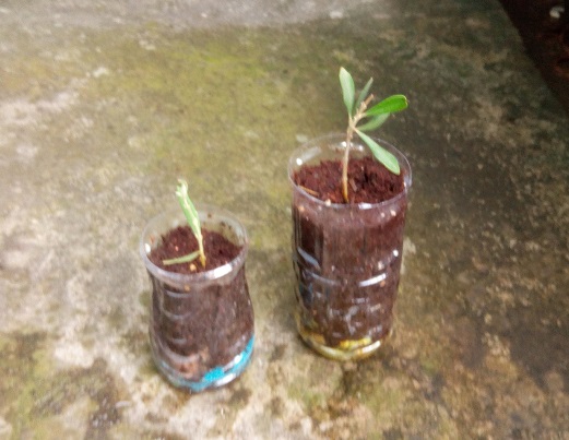 エコ鉢 ペットボトルで観葉植物の植木鉢を作る Opty Life オプティライフ