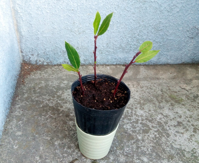 月桂樹 我が家に迎えた新しい植物 Opty Life オプティライフ